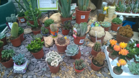 Catci and succulents on display at the Gardens Group