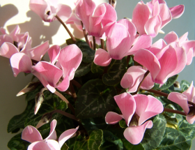 Garden retailers can capture customers imagination with bright flowering houseplants this winter