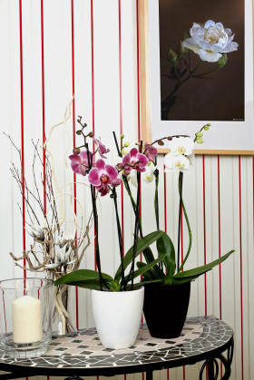 Orchids can suit warm room temperatures of around 20°C 