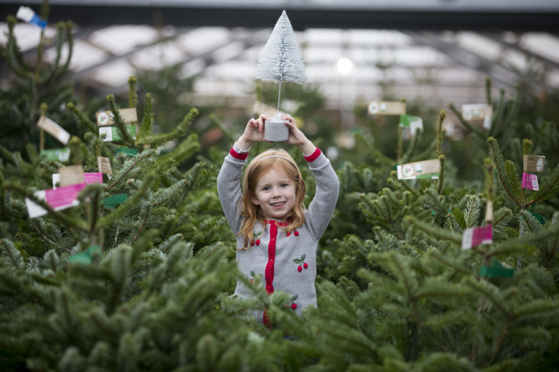 Dobbies reported record sales of real Christmas trees over the festive trading period
