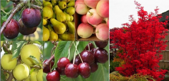 Gardeningexpress.co.uk has seen a surge in sales of grow your own fruit trees and unusual varieties, such as Acer Japanese Maples