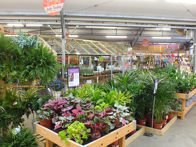 GCA member, Coolings Garden Centre reported a good month across all of its sites, with houseplants a particularly strong category, up 35%