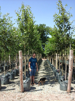 Wyevale Nurseries amenity and landscape sales key account manager John Lawrence with dog Eric and some Amalanchier x grand,. 
