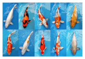 The koi carp are over half a metre in length
