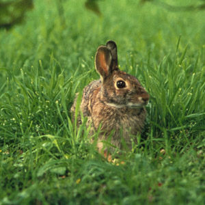 Garden Animals