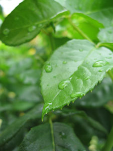 UK's summer set to be recorded as second wettest since records began