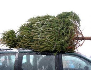 Spate of Christmas tree thefts continue