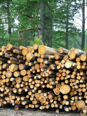 Shoppers unaware wood products may be illegally sourced 