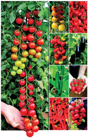 Suttons boosts grafted veg range