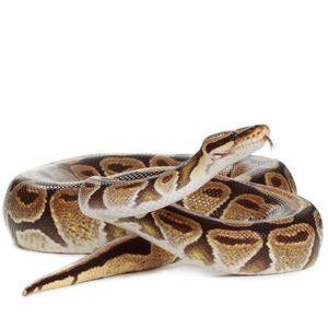 Man jailed for stealing python from Dobbies