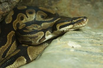Baby python stolen from Dobbies garden centre