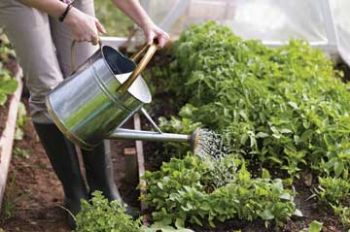 RHS invites the country to Grow Your Own