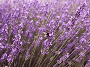 Drought-tolerant lavender is Plant of the Month