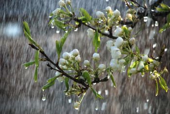 Garden centre sales slow during Jubilee weekend 