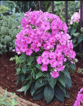 Bee-friendly phlox is plant of the month for August