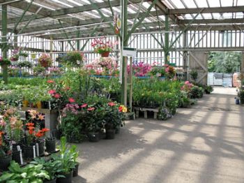 Garden centre sales down 11% during H1 2012