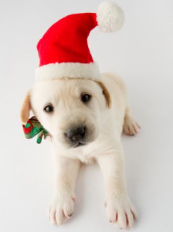 Pet gifts and craft products set to fill Christmas stockings