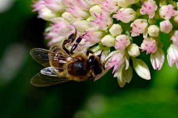 UPDATE: Bayer Garden hits back at 'bee-killing' insecticide claims