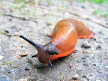 'Killer slugs' pose a threat to gardeners