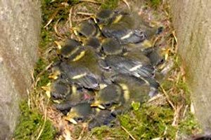 National Nest Box Week gets backing from Birstall
