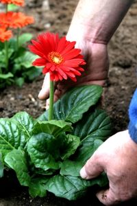GCA garden centres see outdoor plant sales rise