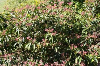 Rare plant discovered at Squire's Garden Centre in Milford