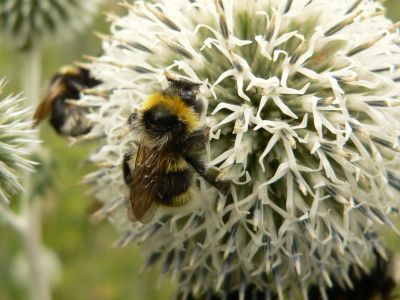 B&Q lends a hand with Great British Bee Count