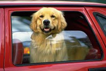Hardware store welcomes dogs to prevent them dying in hot cars