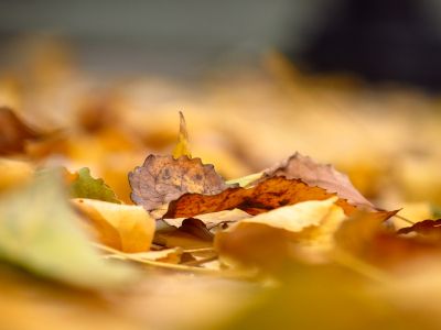 Take a winning photo of autumn leaves