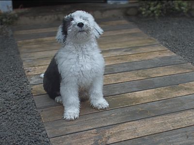 Dulux ad introduces first-ever puppy