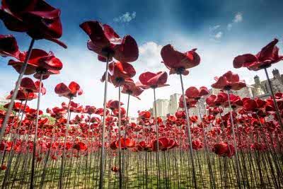 Tower of London poppies take Dulux colour accolade