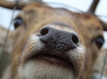 Animal rights charity targets Bents over reindeer 'cruelty'