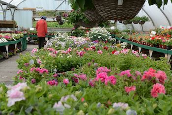 Garden Centres see Bank Holiday sales boost