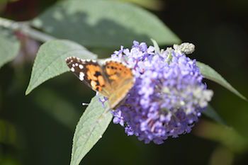 B&Q partners butterfly charity