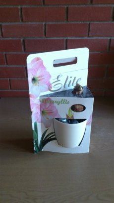LUXURY AMARYLLIS PACK FROM KIEFT!!