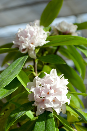 Daphne odora x bholua ‘Perfume Princess’ - Wyevale Nurseries