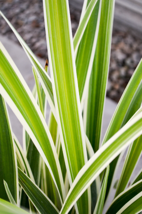 Dianella tasmanica Wyeena - Wyevale Nurseries