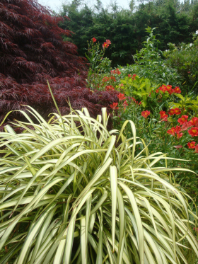 Phormium ‘Blondie’ - Wyevale Nurseries