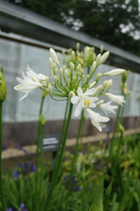 The Agapanthus Bridal Bouquet is one of the plant varieties that will feature in Hillier
