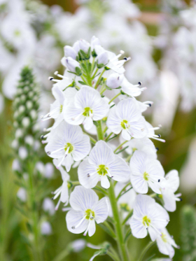 veronica ‘tissington-white