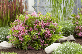 Hillier expects to see Weigela varieties back on trend, with more compact versions, like its 