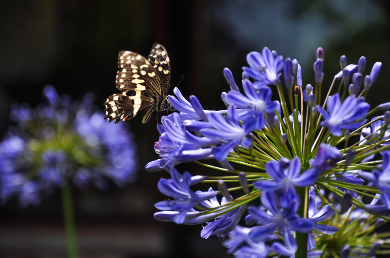 Wyevale Garden Centres predicts Agapanthus will be one of the 