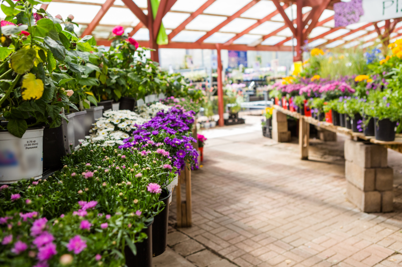 Garden Centres To Reopen In Scotland Response From The Horticultural Trades Association