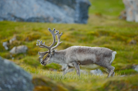 The use of live reindeer at Scotsdales Garden Centre has sparked animal cruelty debate