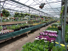 The owner of Ravenshead Plant Centre (pictured) has been jailed after being found guilty of money laundering and conspiracy to produce cannabis at the garden centre