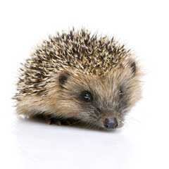 AHS Direct helps dwindling hedgehog numbers