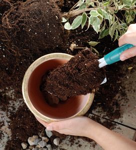 Potting compost linked to Legionnaire's cases in Scotland