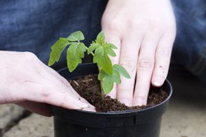 Government calls for total peat phase-out by 2020