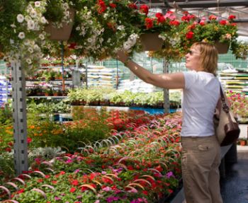 Gardening sector outstrips DIY 