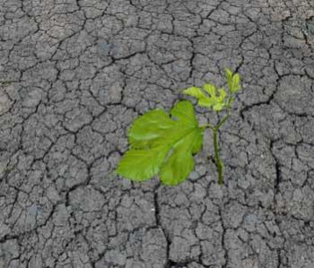 Low rainfall means gardeners need to take action, says RHS